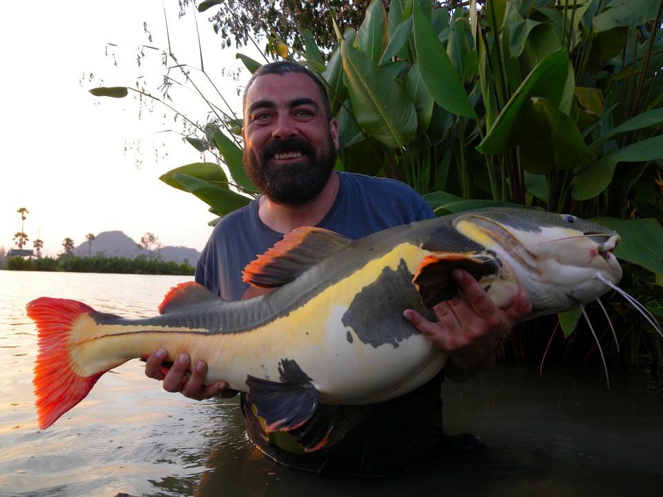 Redtail Catfish Information - River Monsters Thailand