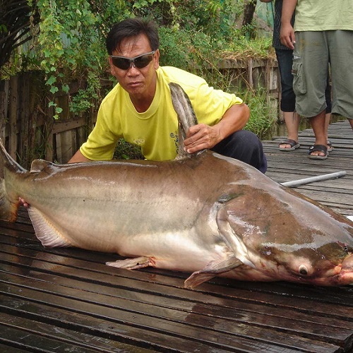 Mekong Catfish Fishing, Thailand & Asia